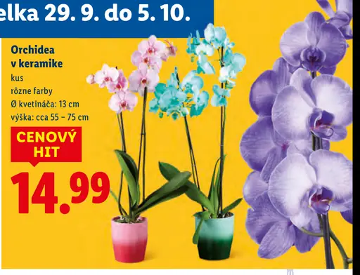Orchidea v keramike