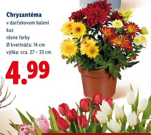 Chryzantéma