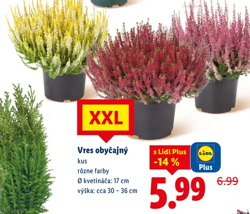 Vres obyčajný XXL