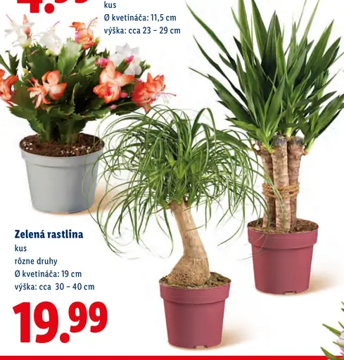 Zelená rastlina