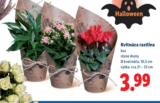Okrasná rastlina