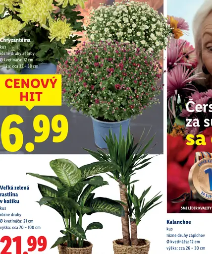 Chryzantéma