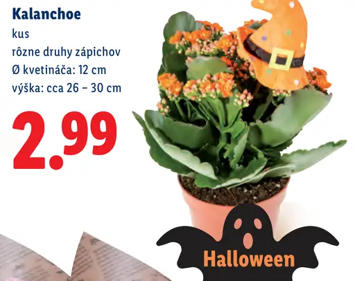Kalanchoe