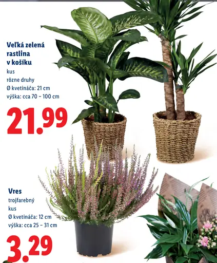 Zelené rastliny v košíku