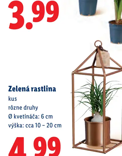 Zelená rastlina
