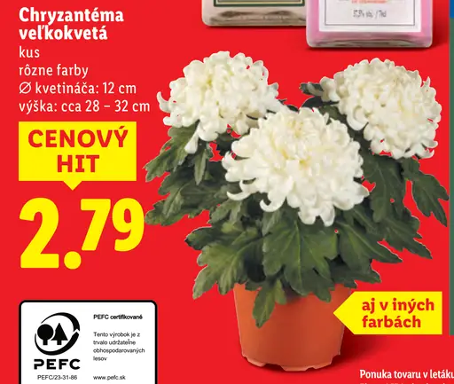 Chryzantéma veľkokvetá