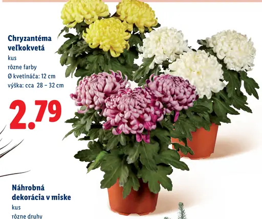 Chryzantéma veľkokvetá
