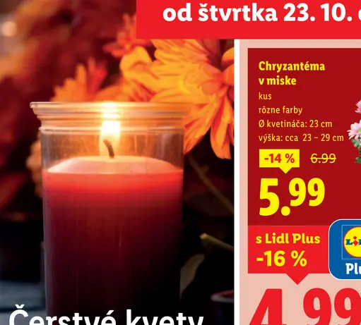 Chryzantéma v miske