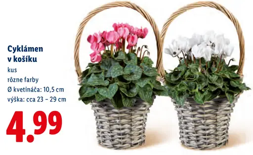 Cyklámen v košíku