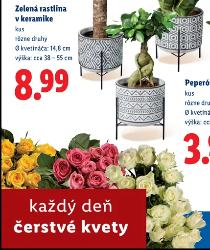 Zelená rastlina v keramike