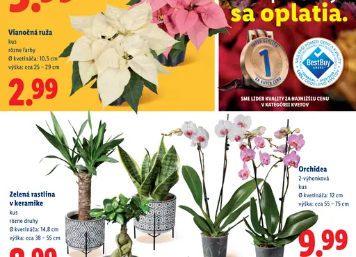 Vianočná ruža Deluxe