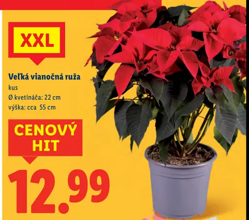 Vianočná ruža