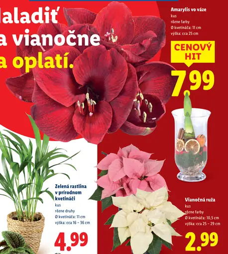 Zelená rastlina v prírodnom kvetináči