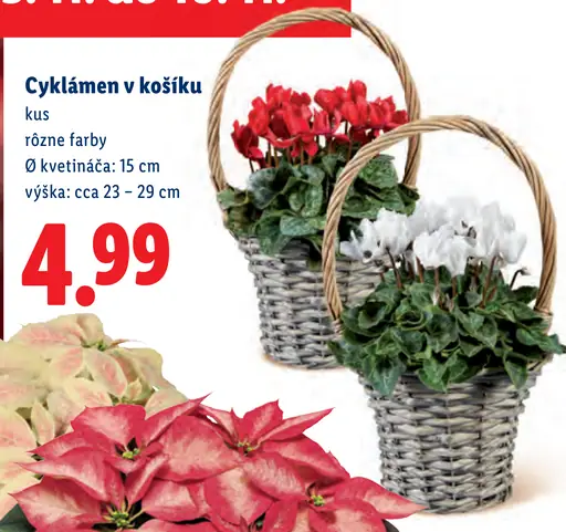 Cyklámen v košíku
