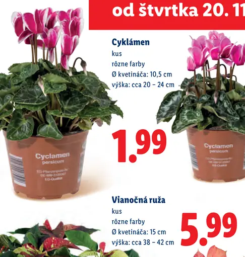 Cyclamen