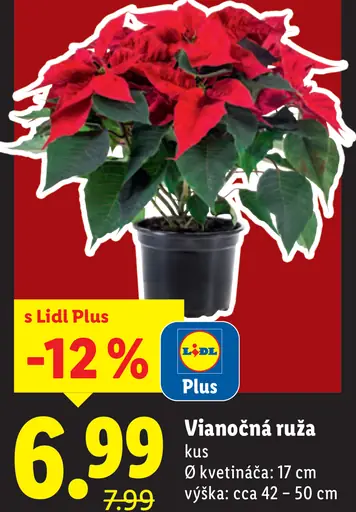 Prime Vianočná ruža