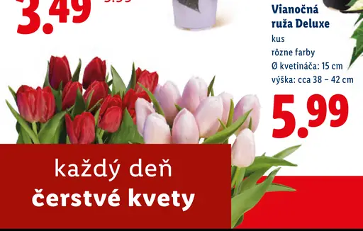 Vianočná ruža Deluxe