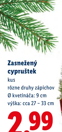 Zasnežený cypruštek