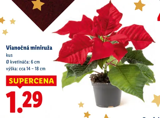 Vianočná miniruža