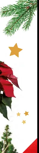 Vianočná ruža Deluxe