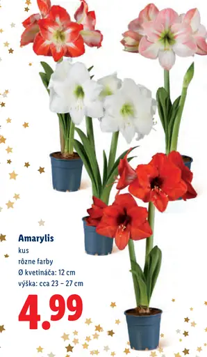 Amarylis