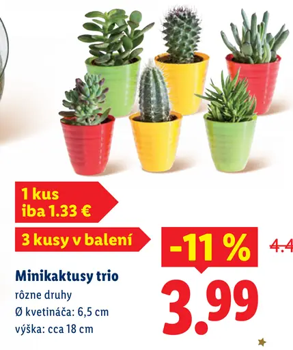 Minikaktusy trio