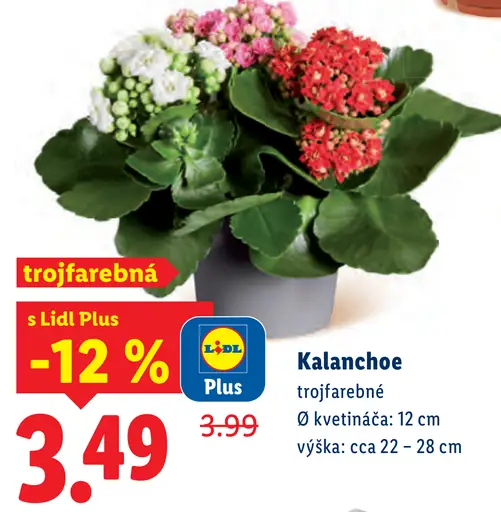 Kalanchoe