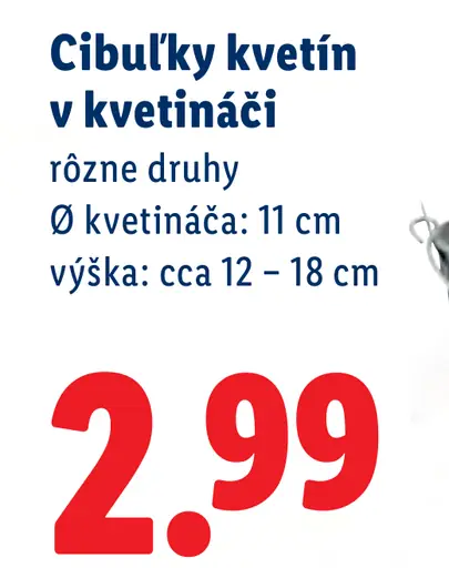 Cibulky kvetín v kvetináči