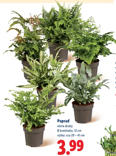 Papraď rôzne druhy