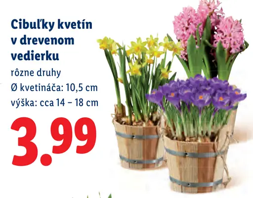 Cibuľky kvetín v drevenom kvetináči