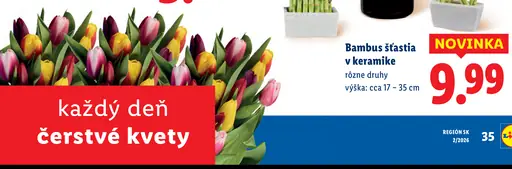 Bambus šťastia v keramike rôzne druhy