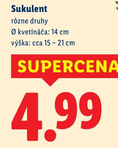 Sukulent rôzne druhy