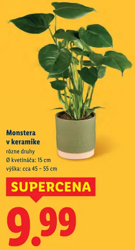 Monstera v keramike