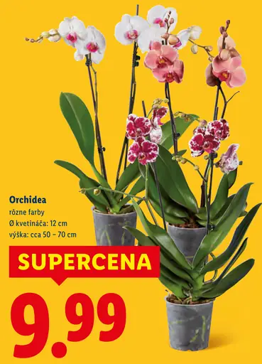 Orchidea rôzne farby