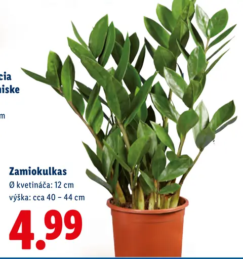 Zamiokulkas izbová rastlina