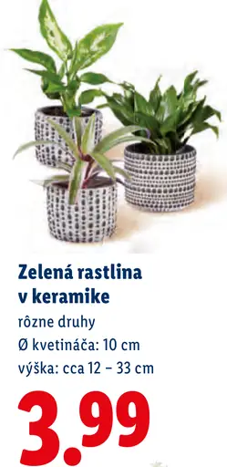 Zelená rastlina v keramike