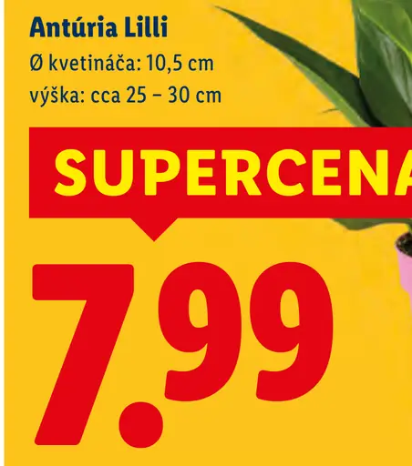 Antúria Lilli kvitnúca rastlina v kvetináči