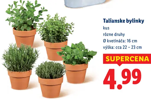 Talianske bylinky v kvetináči