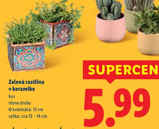 Zelená rastlina v keramike