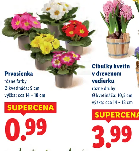 Prvosienka v kvetináči