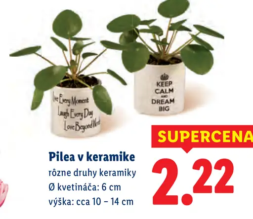 Zelená rastlina v keramike