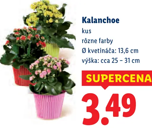 Kalanchoe v kvetináči