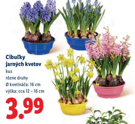 Cibulky jarných kvetov