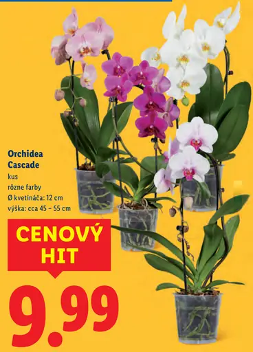 Orchidea Cascade