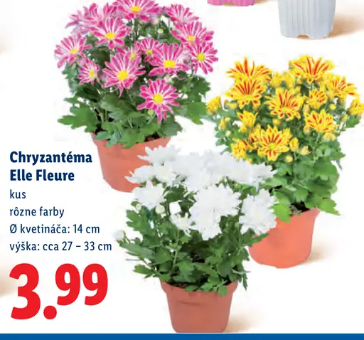 Chryzantéma Elle Fleure