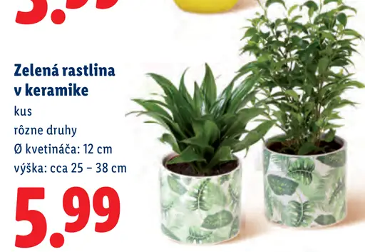 Zelená rastlina v keramike