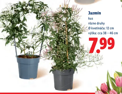 Jazmín v kvetináči