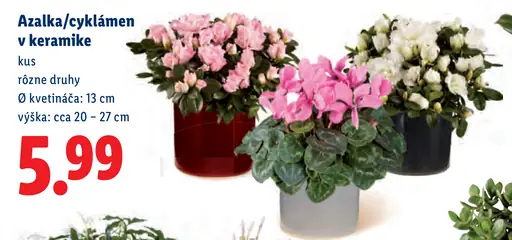 Azalka alebo cyklámen v keramike