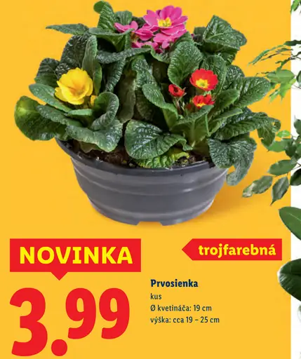 Prvosienka trojfarebná v kvetináči