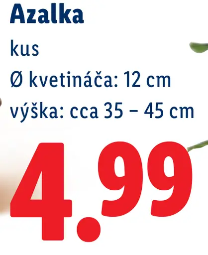 Azalka v kvetináči